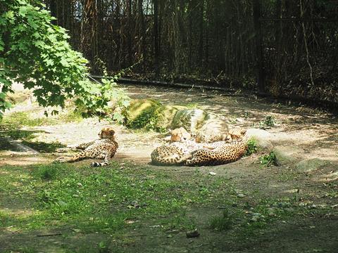 Cheetahs basking in the sun