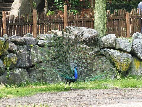 Peacock #2