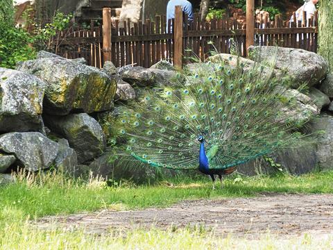 Peacock #3