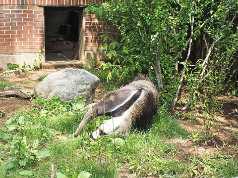Anteater #2