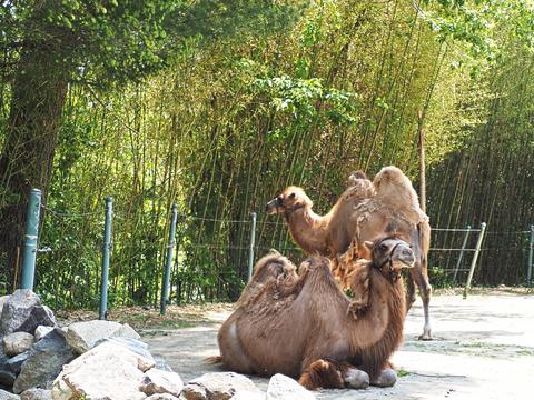 Bactrian camels #2