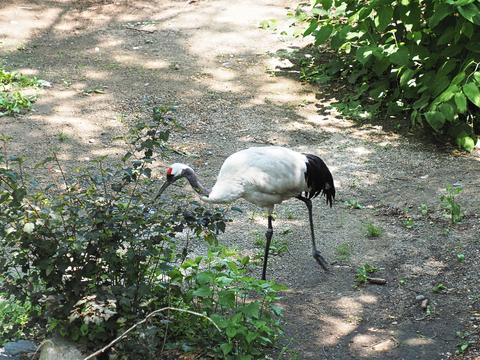 Red-crowned crane #3