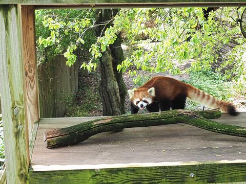 Red panda #4