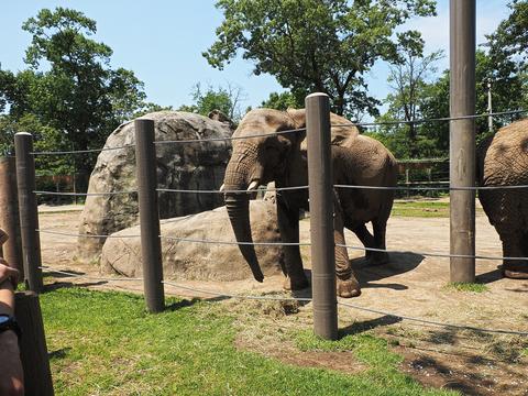 African elephant #10