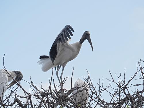 Wood stork #2