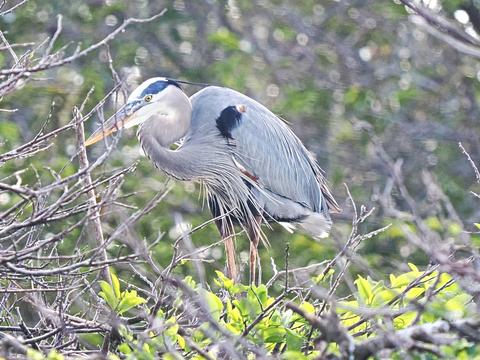 Great blue heron #2
