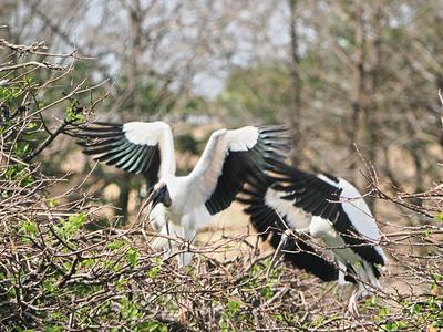 Wood storks #5