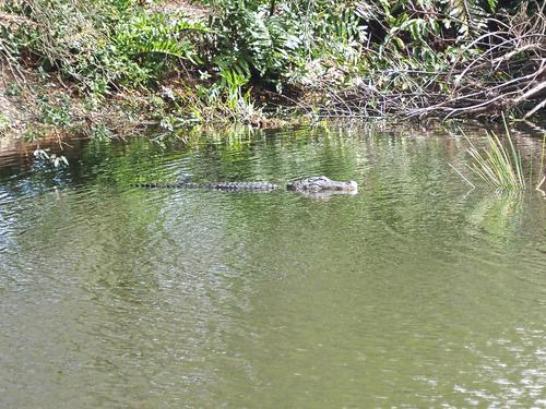 Alligator #7