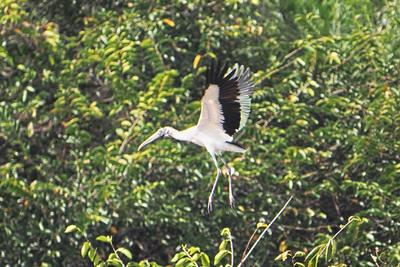 Wood stork #7