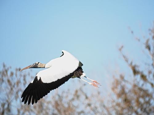 Wood stork in flight #3