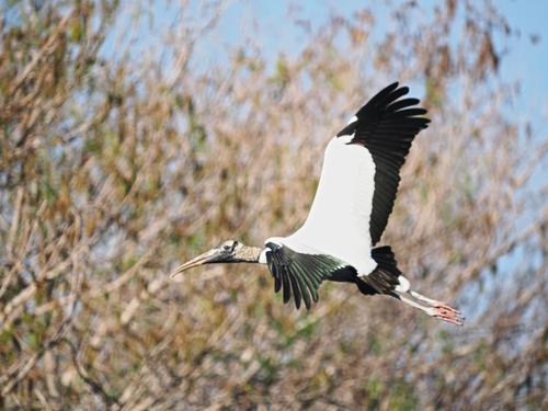 Wood stork in flight #4