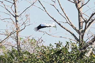 Wood stork in flight #5