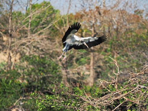Wood stork in flight #10