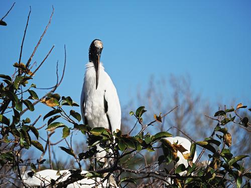 Wood stork #10