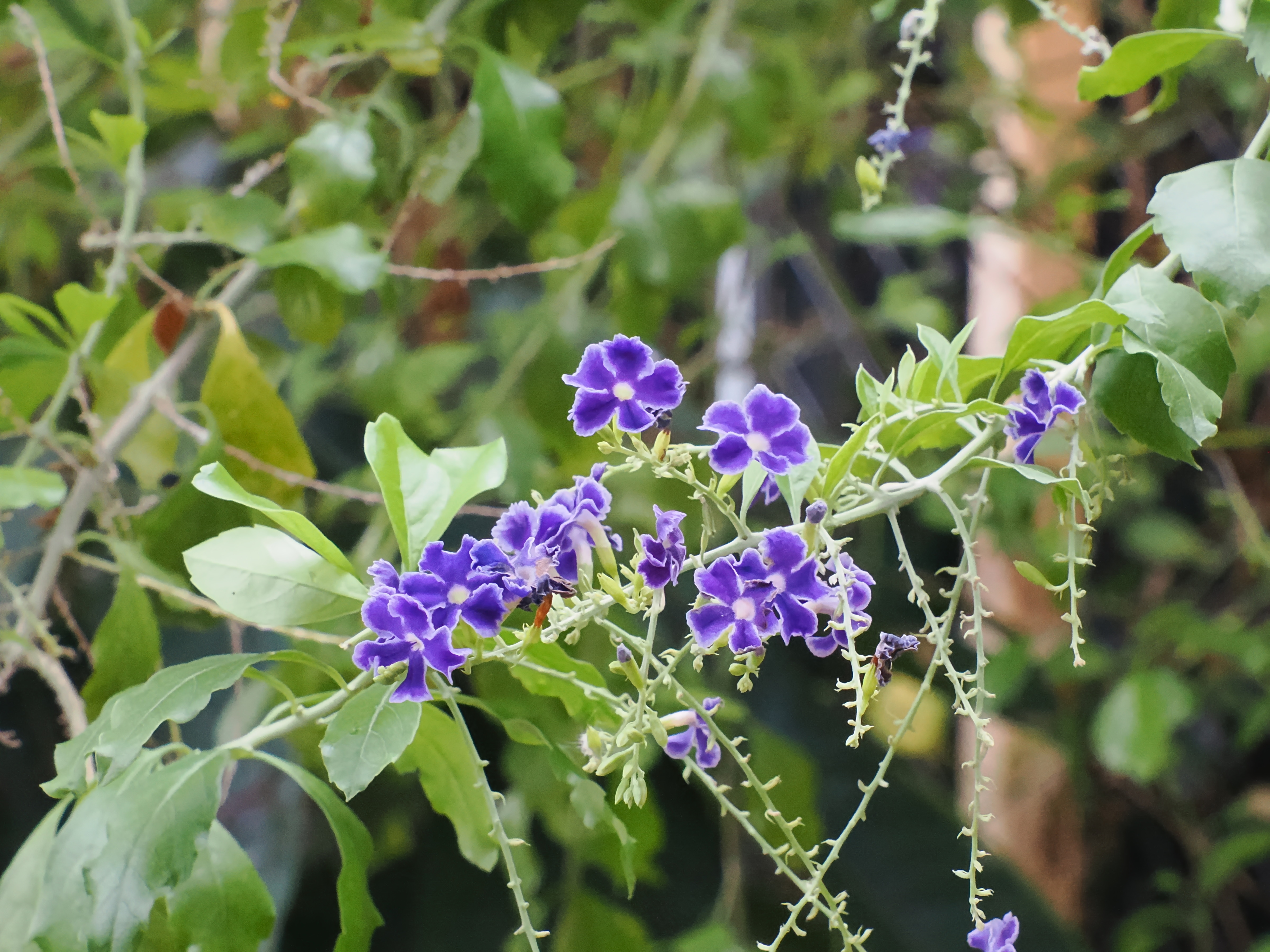 Blue flower at the Boston Museum of Science