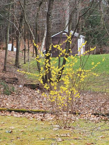 Forsythias