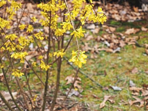 Forsythias #2