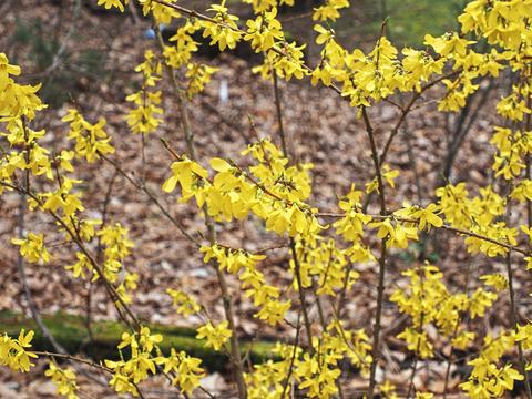 Forsythias #3