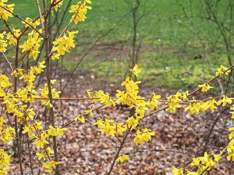 Forsythias #4