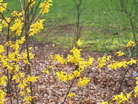 Forsythias #5