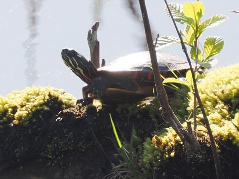 Turtle