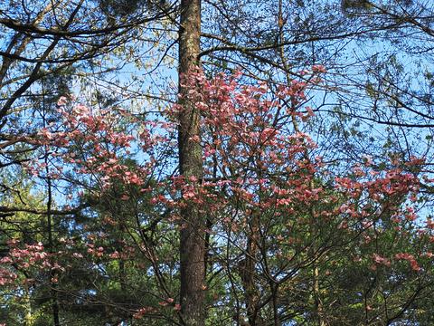 Liz's dogwood tree