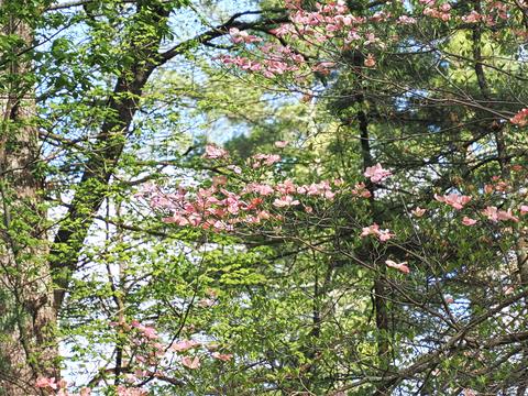 Liz's dogwood tree #3