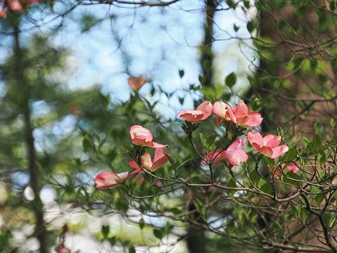 Liz's dogwood tree #4