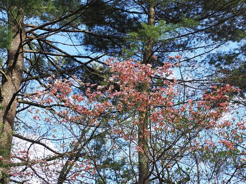 Liz's dogwood tree #5