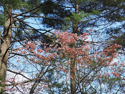 Liz's dogwood tree #6