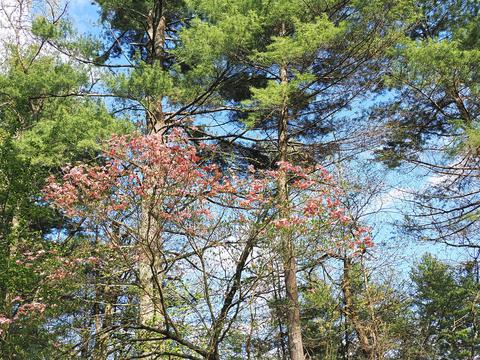 Liz's dogwood tree #7