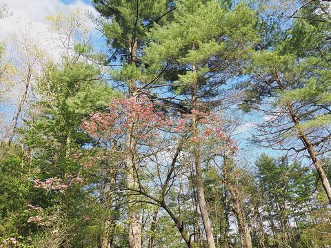 Liz's dogwood tree #8