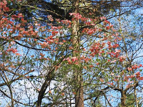 Liz's dogwood tree #9