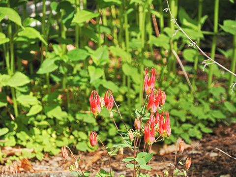 Columbine