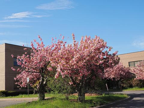 Rhododendron by doctor's office