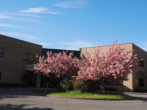 Rhododendron by doctor's office #2