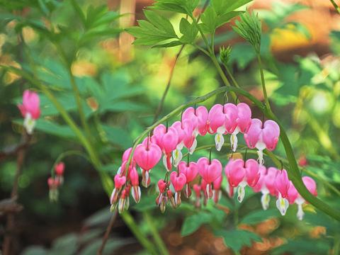 Bleeding hearts