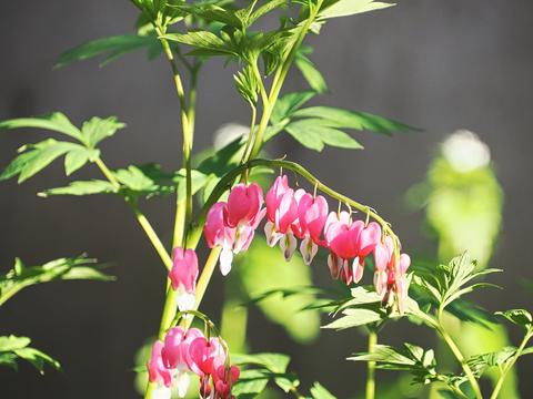 Bleeding hearts #2