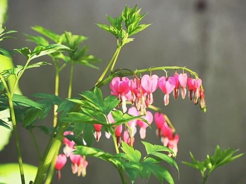 Bleeding hearts #3