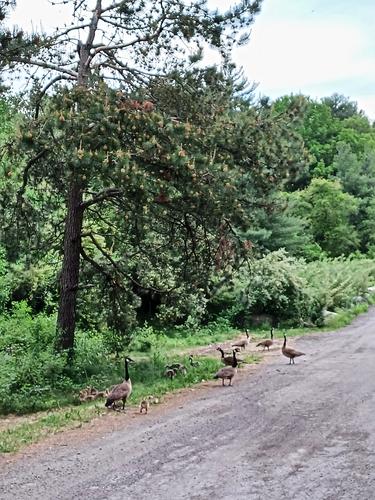 Geese and goslings