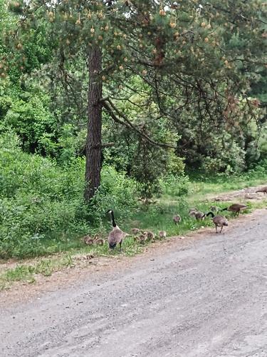 Geese and goslings #2