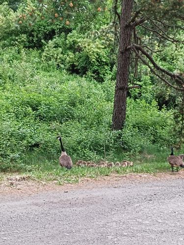 Geese and goslings #3