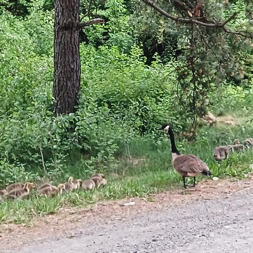 Geese and goslings #4