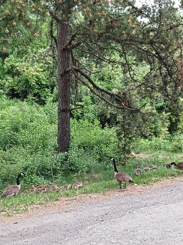 Geese and goslings #5