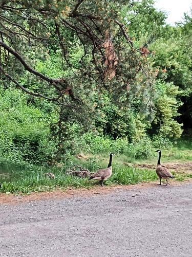 Geese and goslings #6