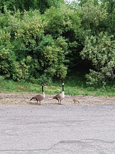 Geese and goslings #7