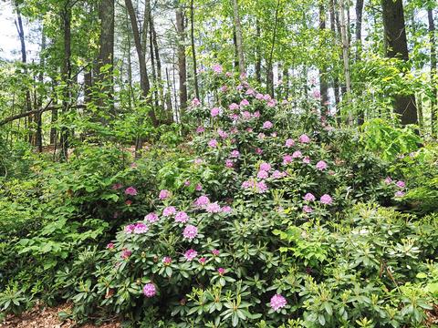 Liz's rhododendron