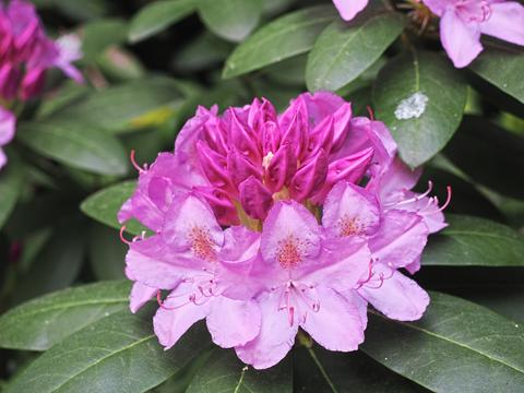 Liz's rhododendron #2