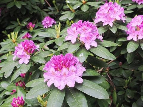 Liz's rhododendron #3