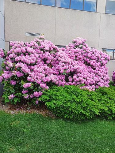 Rhododendron by UMass Worcester